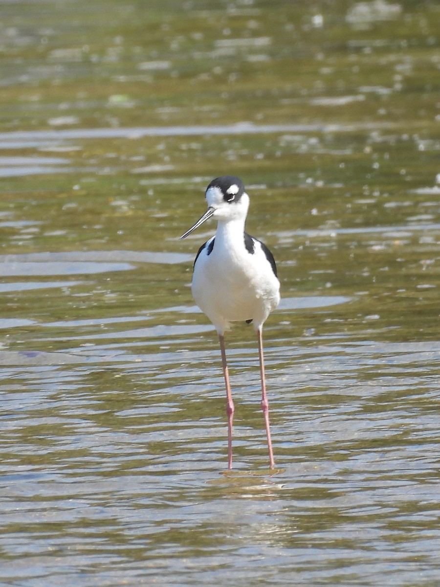 Black-necked Stilt - ML646074835