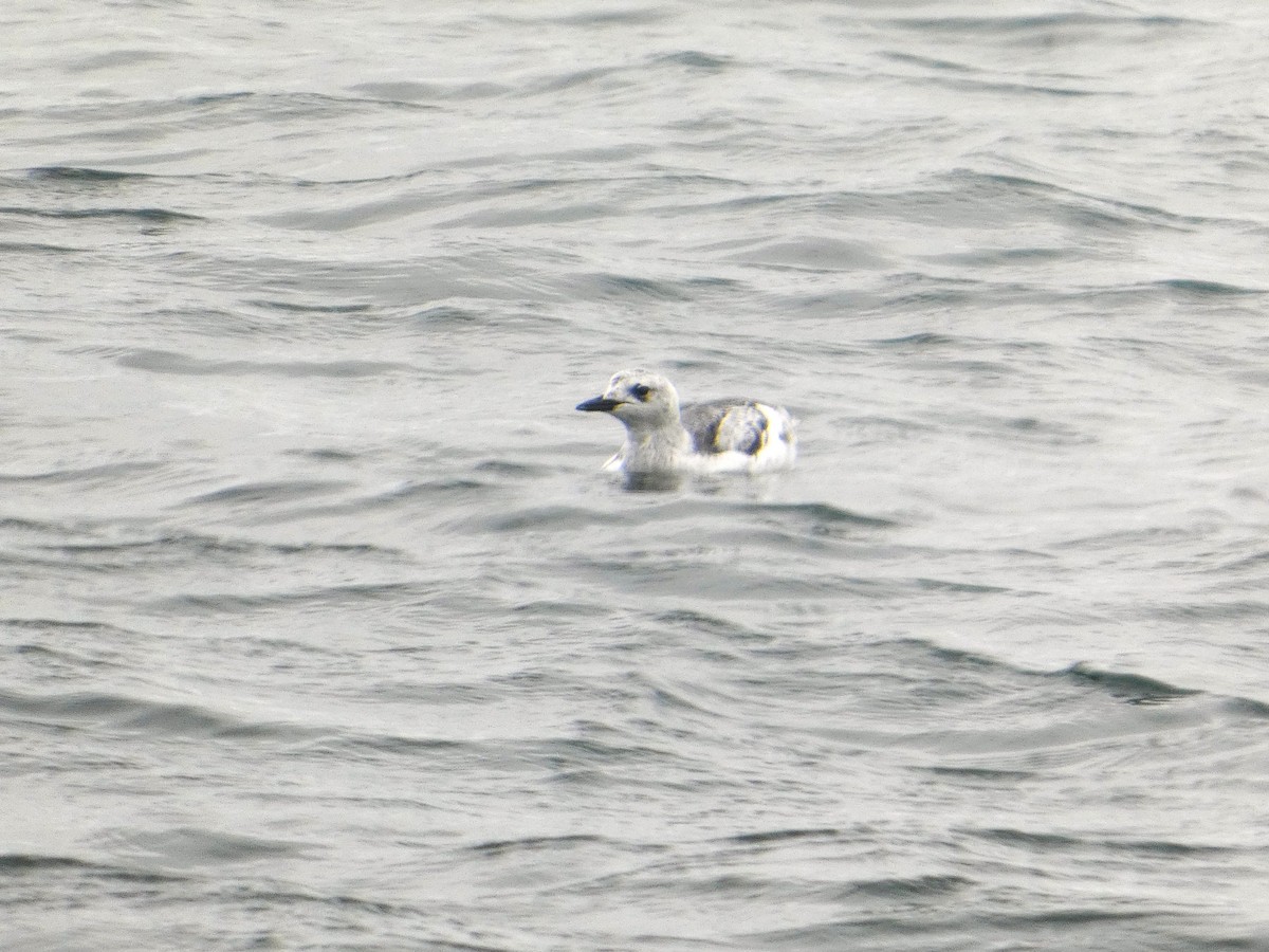 Black Guillemot - ML646074836