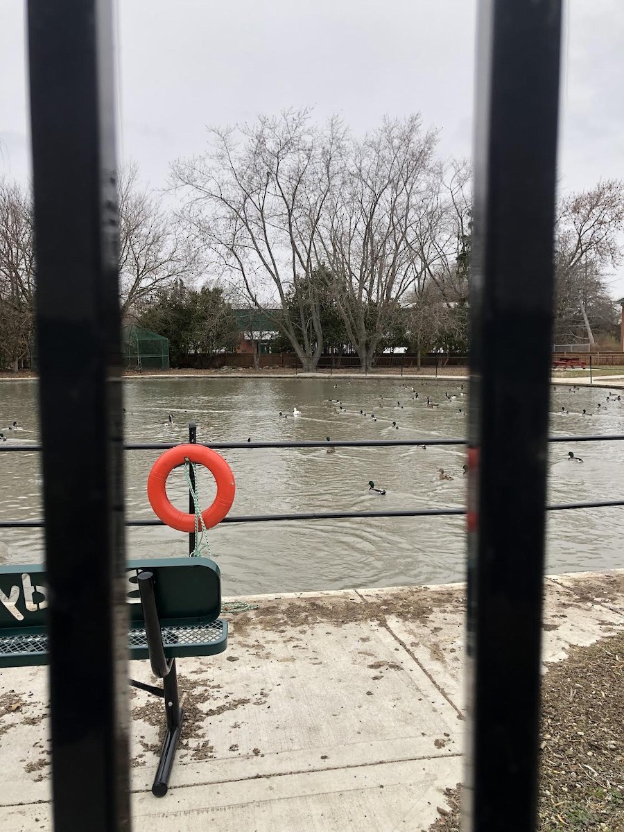 Ross's Goose - ML646074837