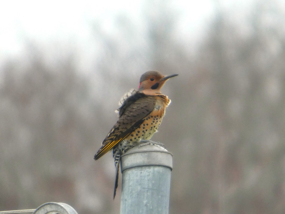 Northern Flicker - ML646074841