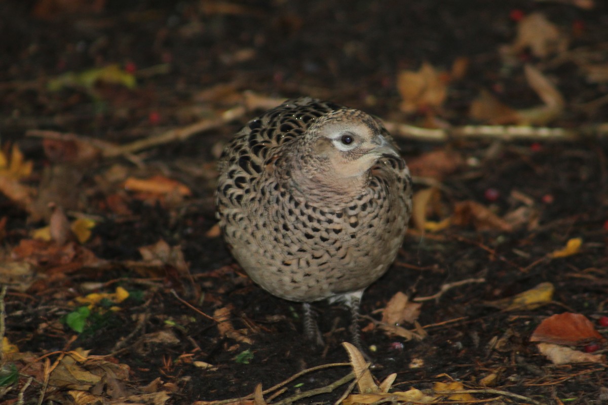 Ring-necked Pheasant - ML646074842