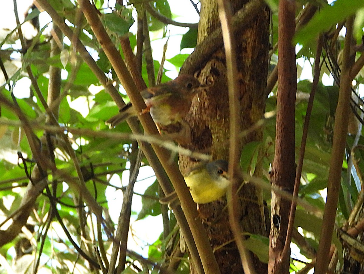 Pale-yellow Robin - ML646074844