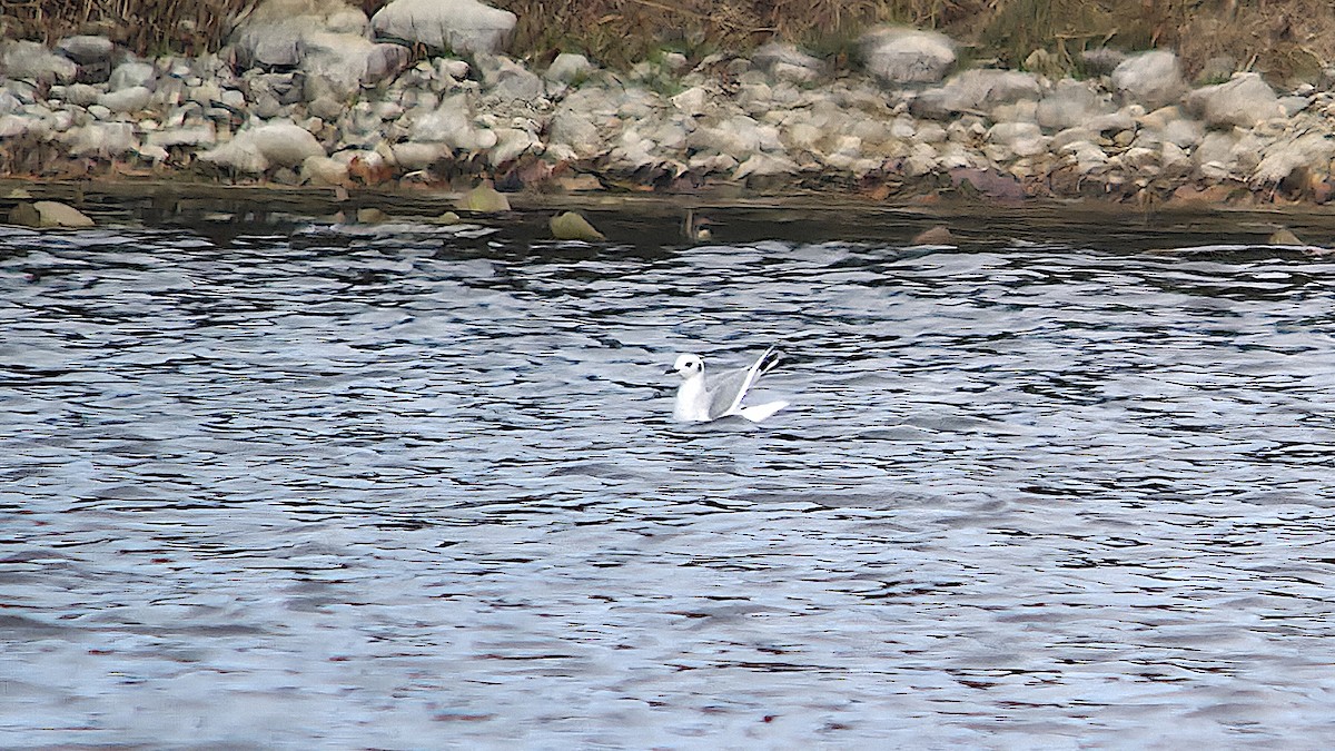 Bonaparte's Gull - ML646074845