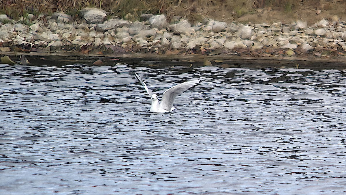 Bonaparte's Gull - ML646074846