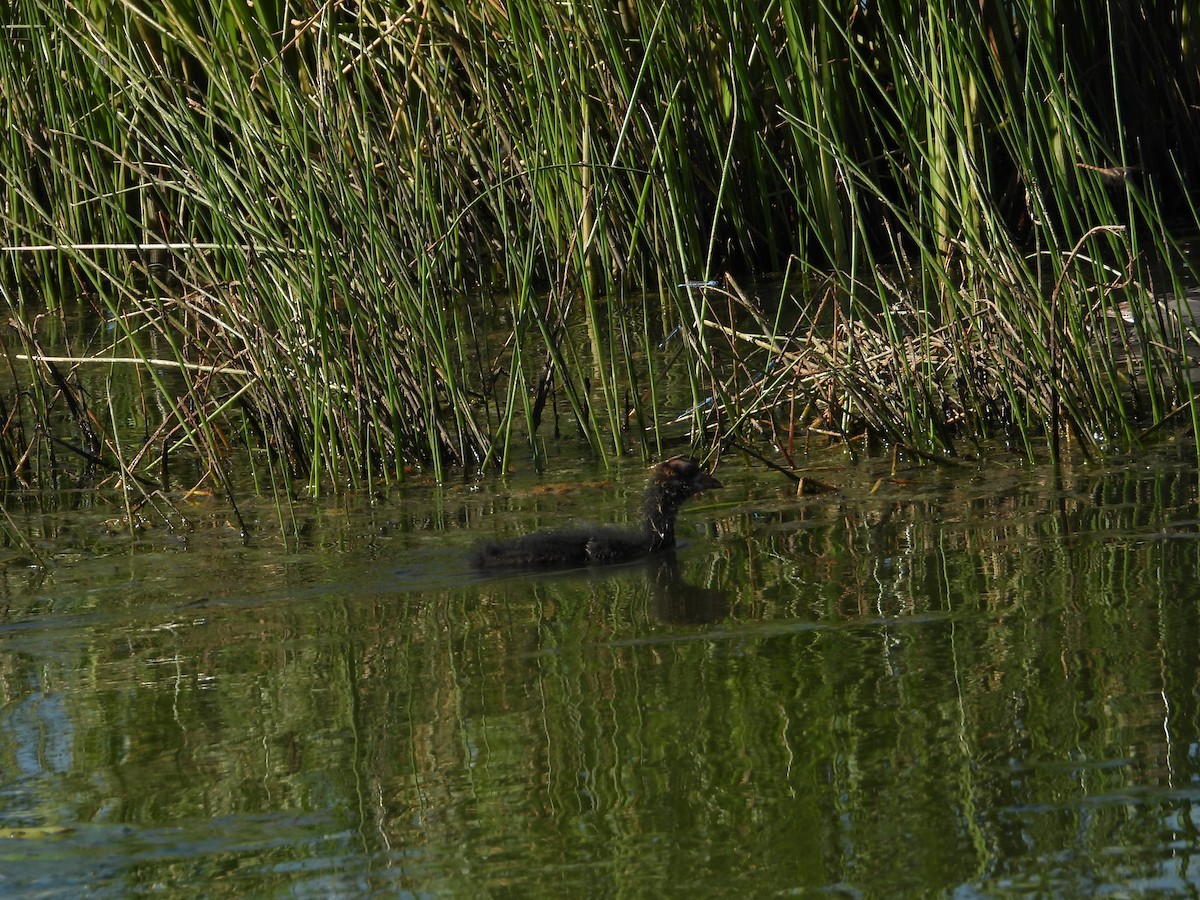 American Coot - ML646074848
