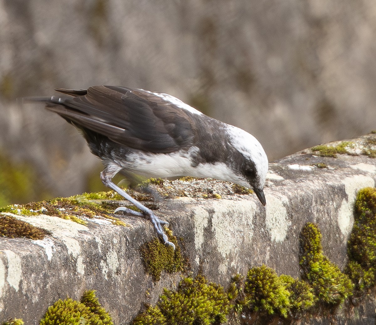 White-capped Dipper - ML646074849