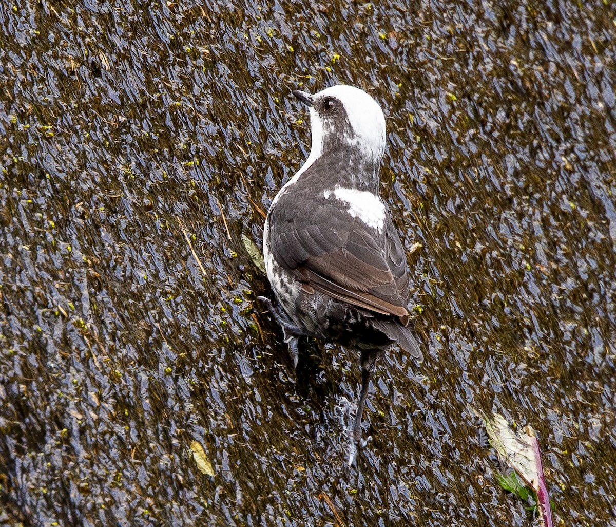 White-capped Dipper - ML646074850
