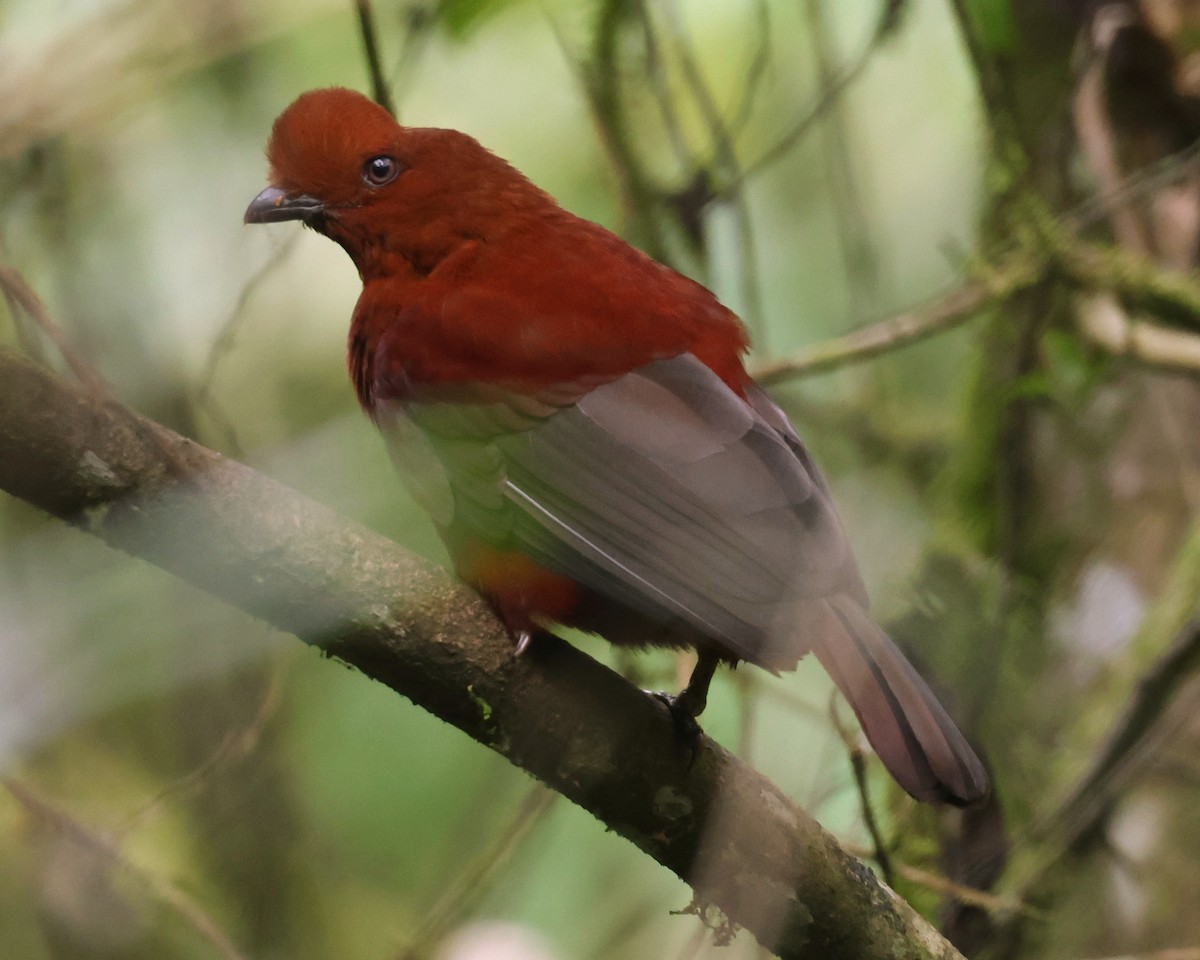 Andean Cock-of-the-rock - ML646074851