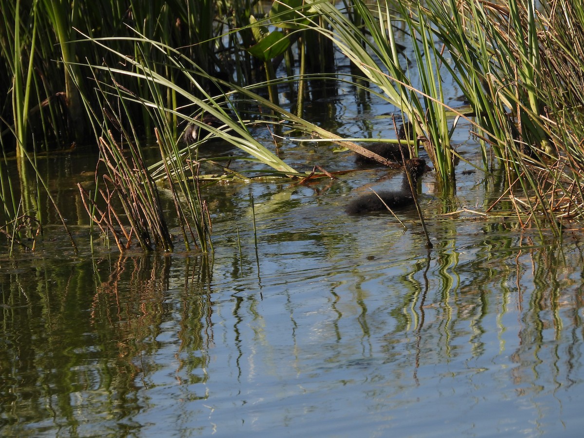 American Coot - ML646074852