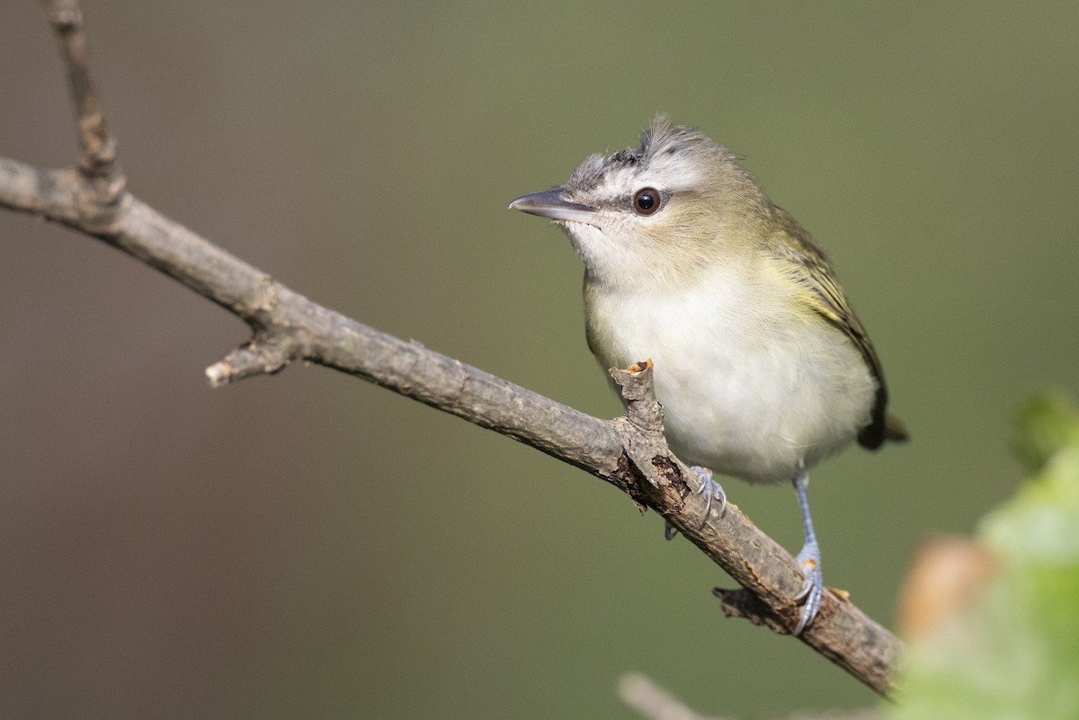 Red-eyed Vireo - ML646074854