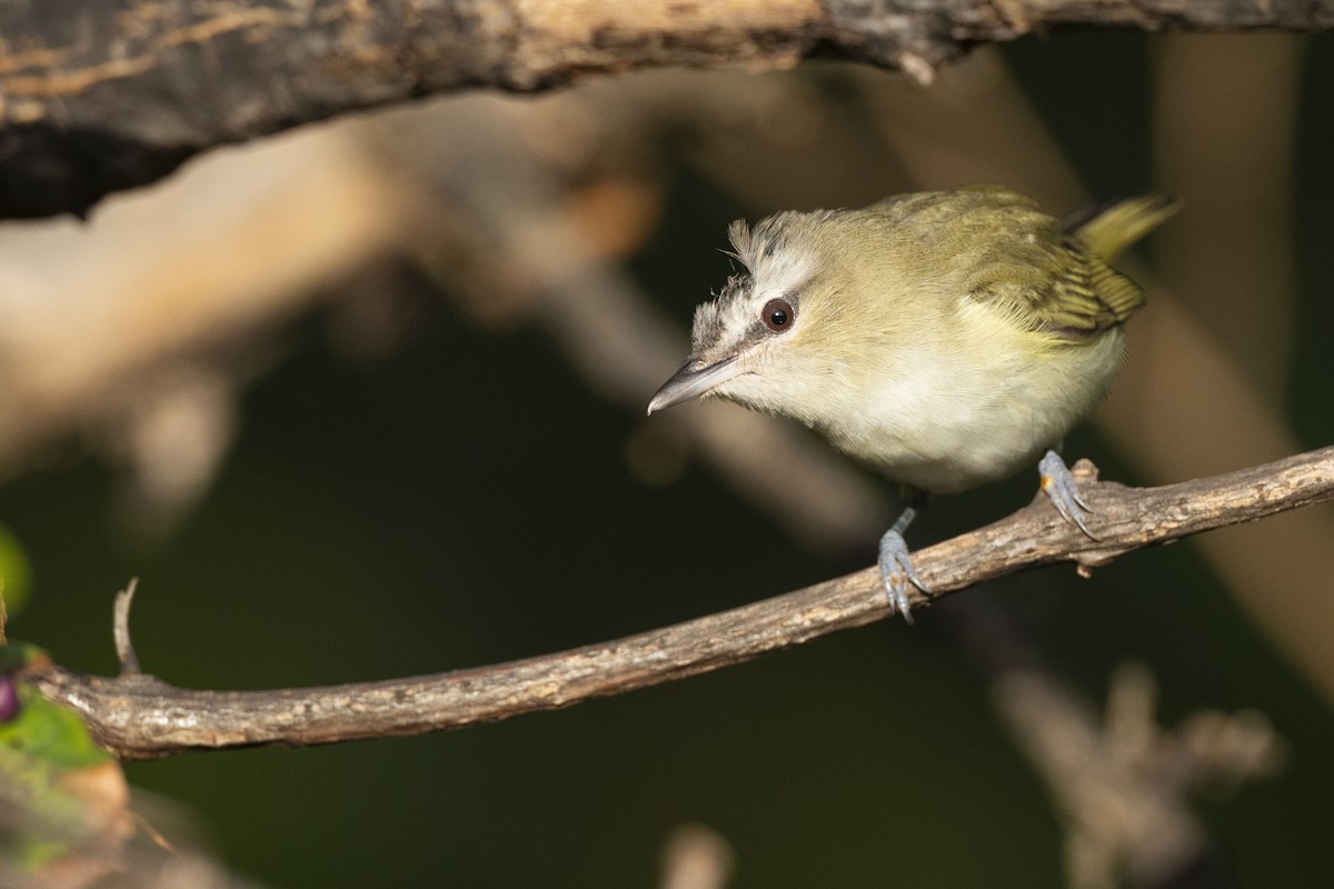 Red-eyed Vireo - ML646074855