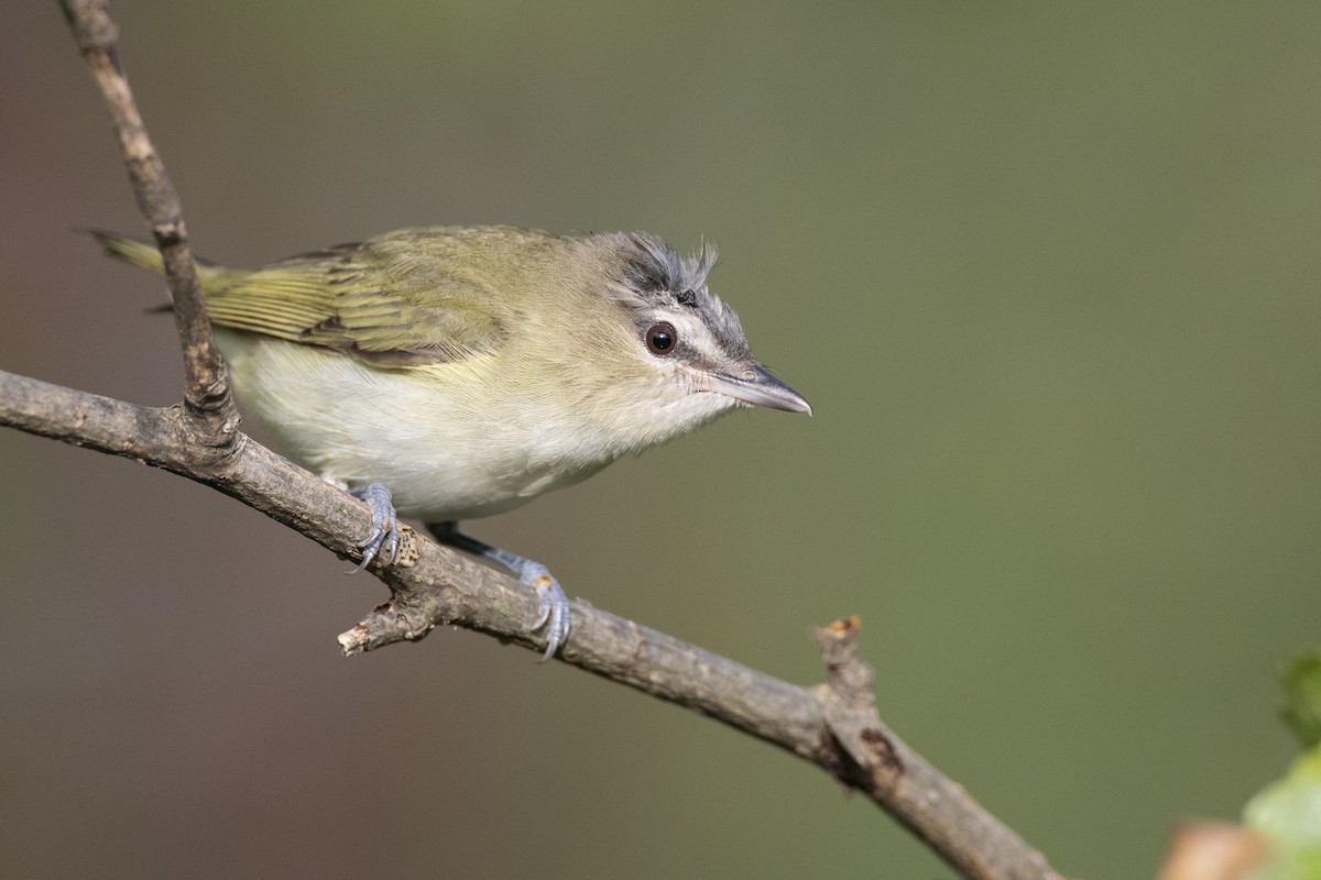 Red-eyed Vireo - ML646074856