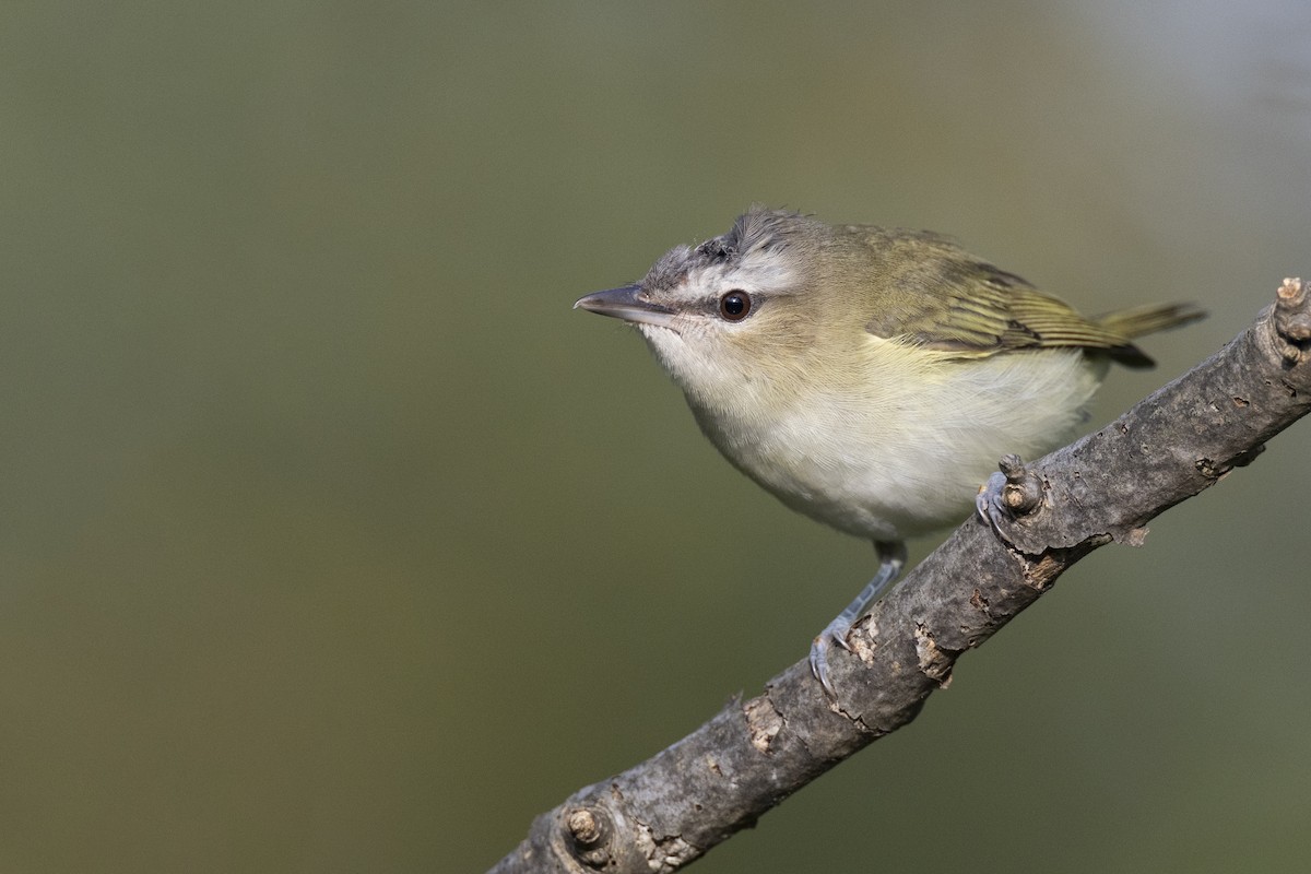 Red-eyed Vireo - ML646074857