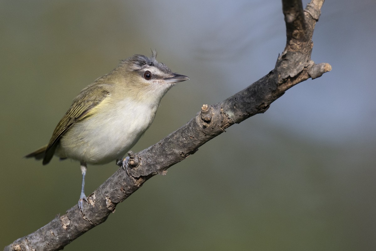 Red-eyed Vireo - ML646074858
