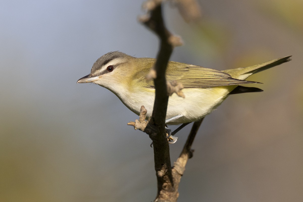 Red-eyed Vireo - ML646074859