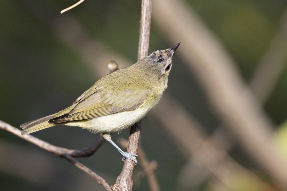 Red-eyed Vireo - ML646074860