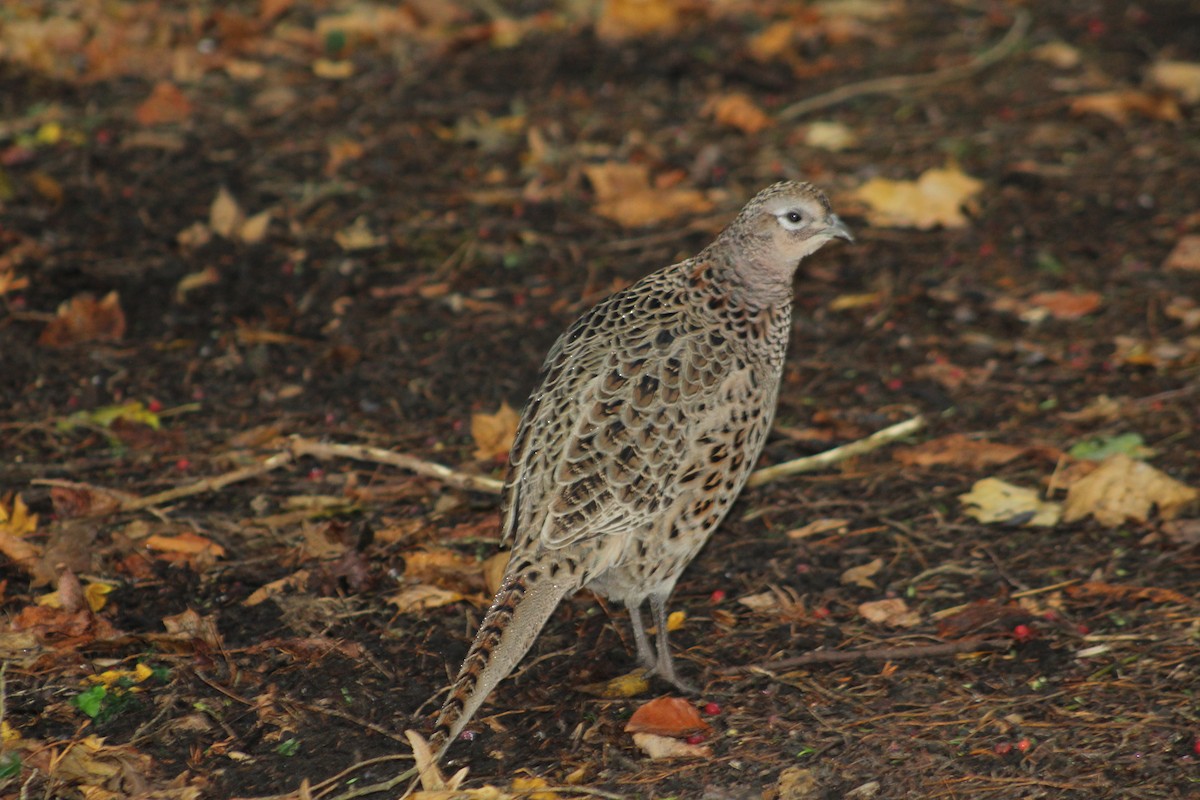 Ring-necked Pheasant - ML646074861