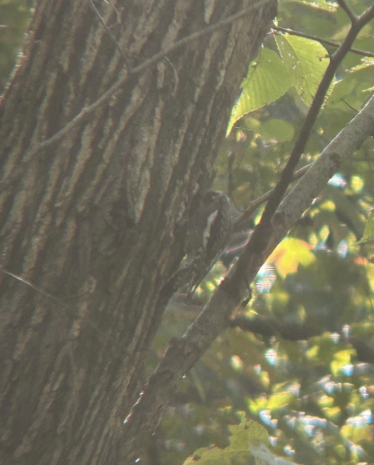 Yellow-bellied Sapsucker - ML646074862