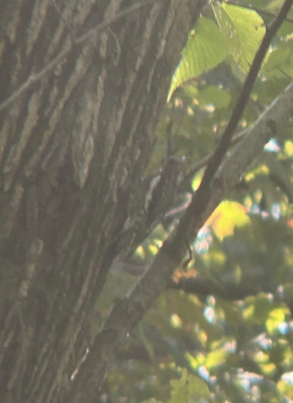 Yellow-bellied Sapsucker - ML646074863