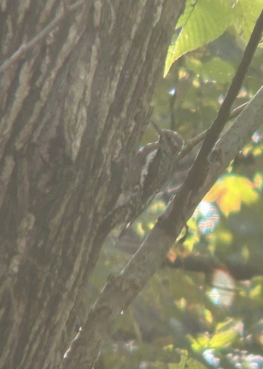 Yellow-bellied Sapsucker - ML646074864