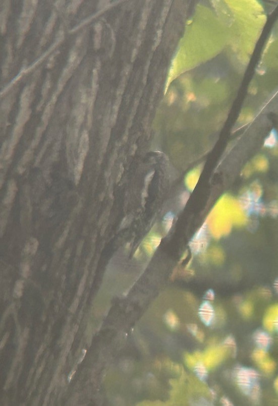 Yellow-bellied Sapsucker - ML646074865