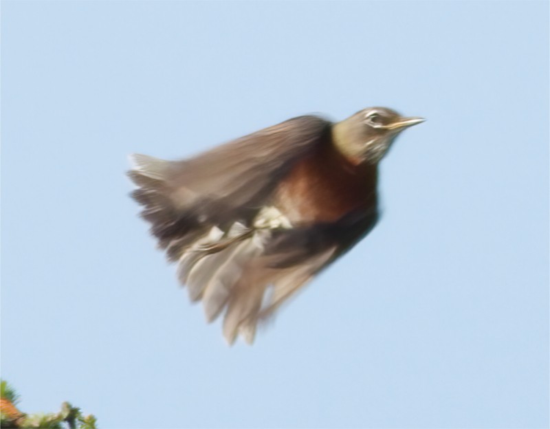 American Robin - ML646074867