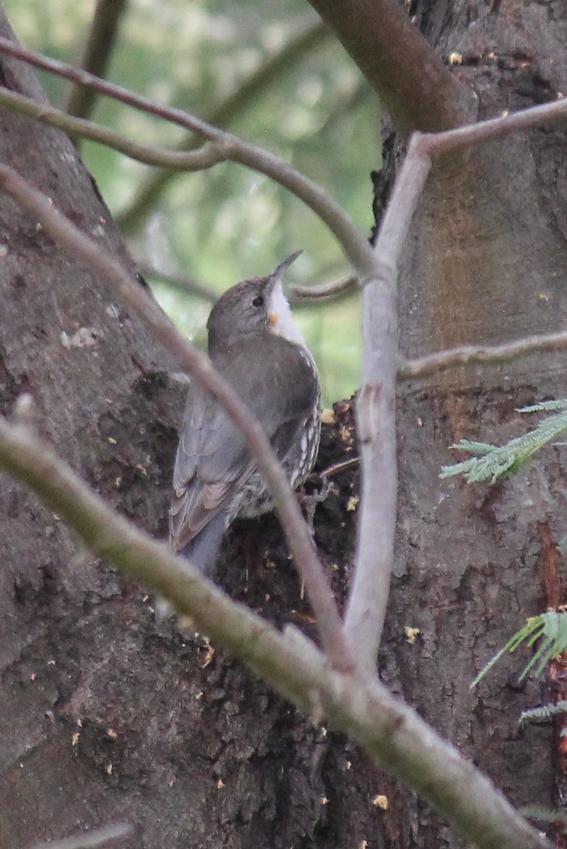 White-throated Treecreeper - ML646074868