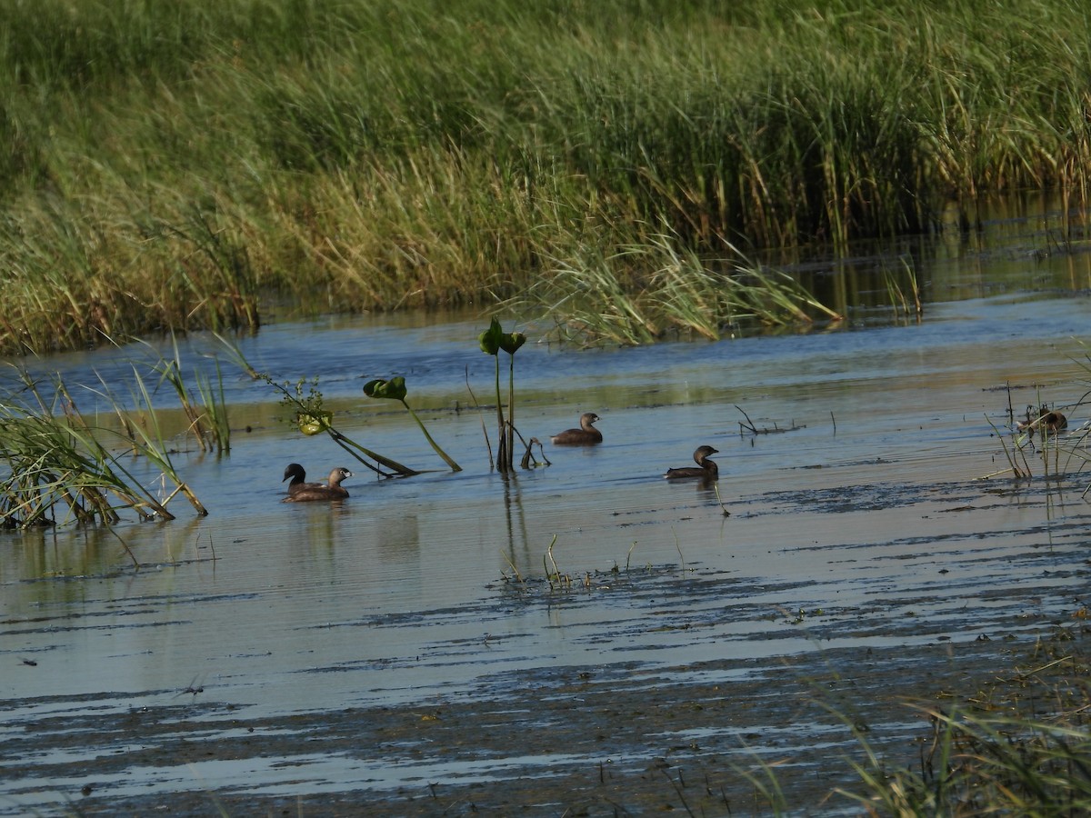 Pied-billed Grebe - ML646074874