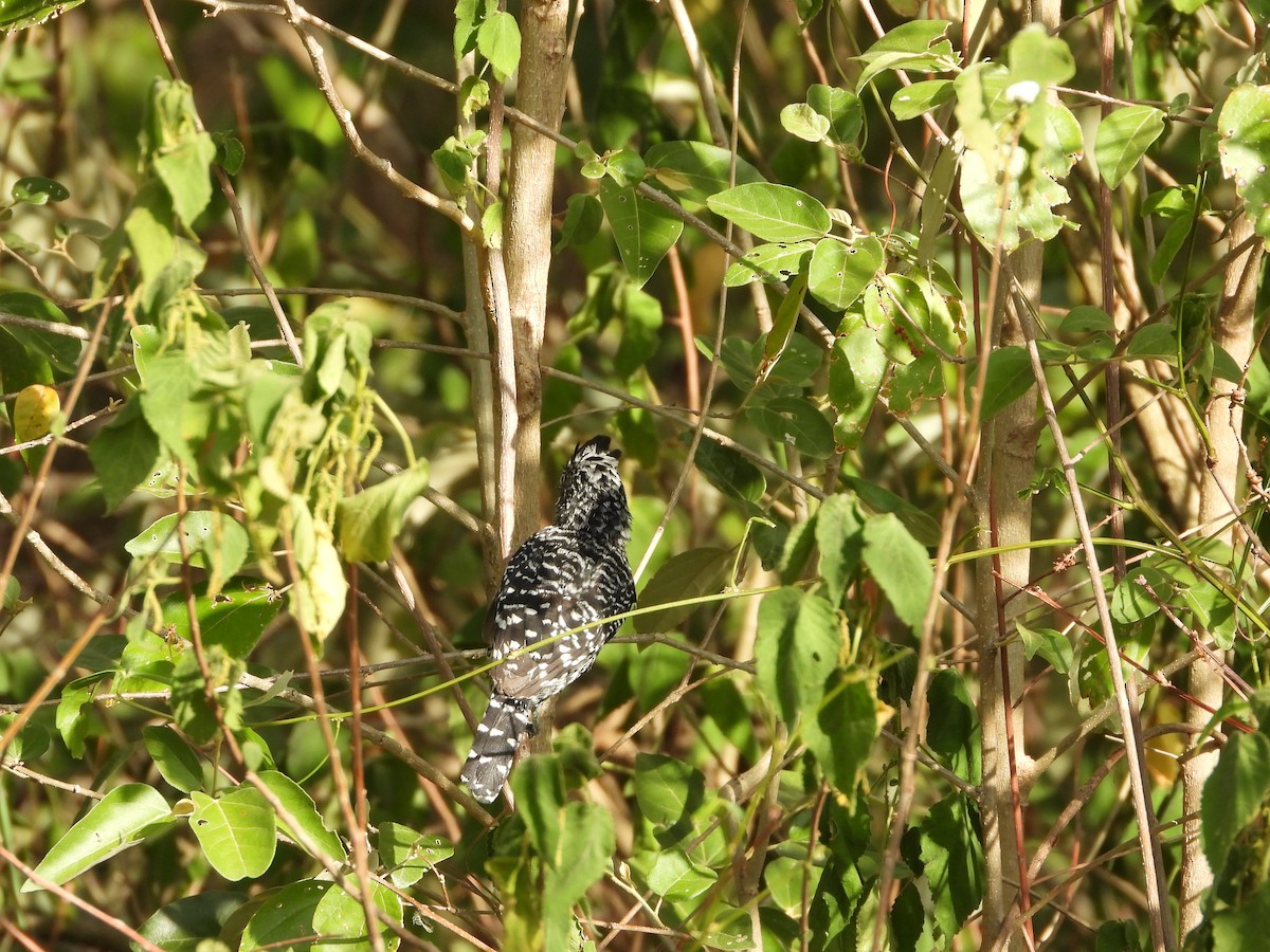 Barred Antshrike - ML646074875