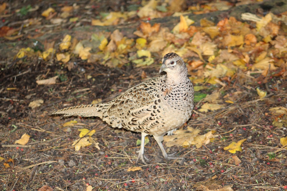 Ring-necked Pheasant - ML646074877