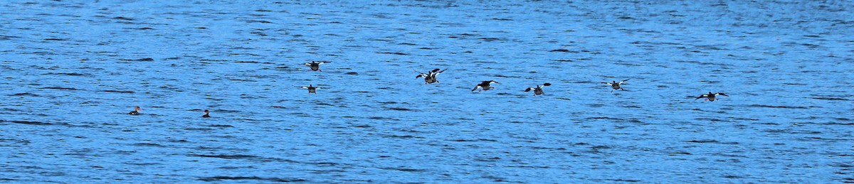 Common Merganser - ML646074880