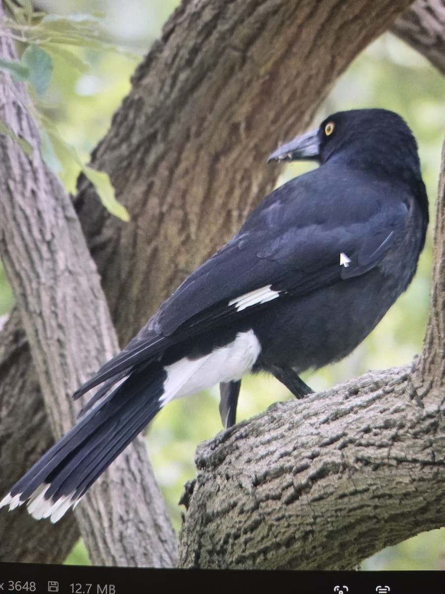Pied Currawong - ML646074881