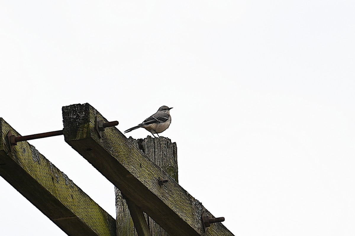 Northern Mockingbird - ML646074883