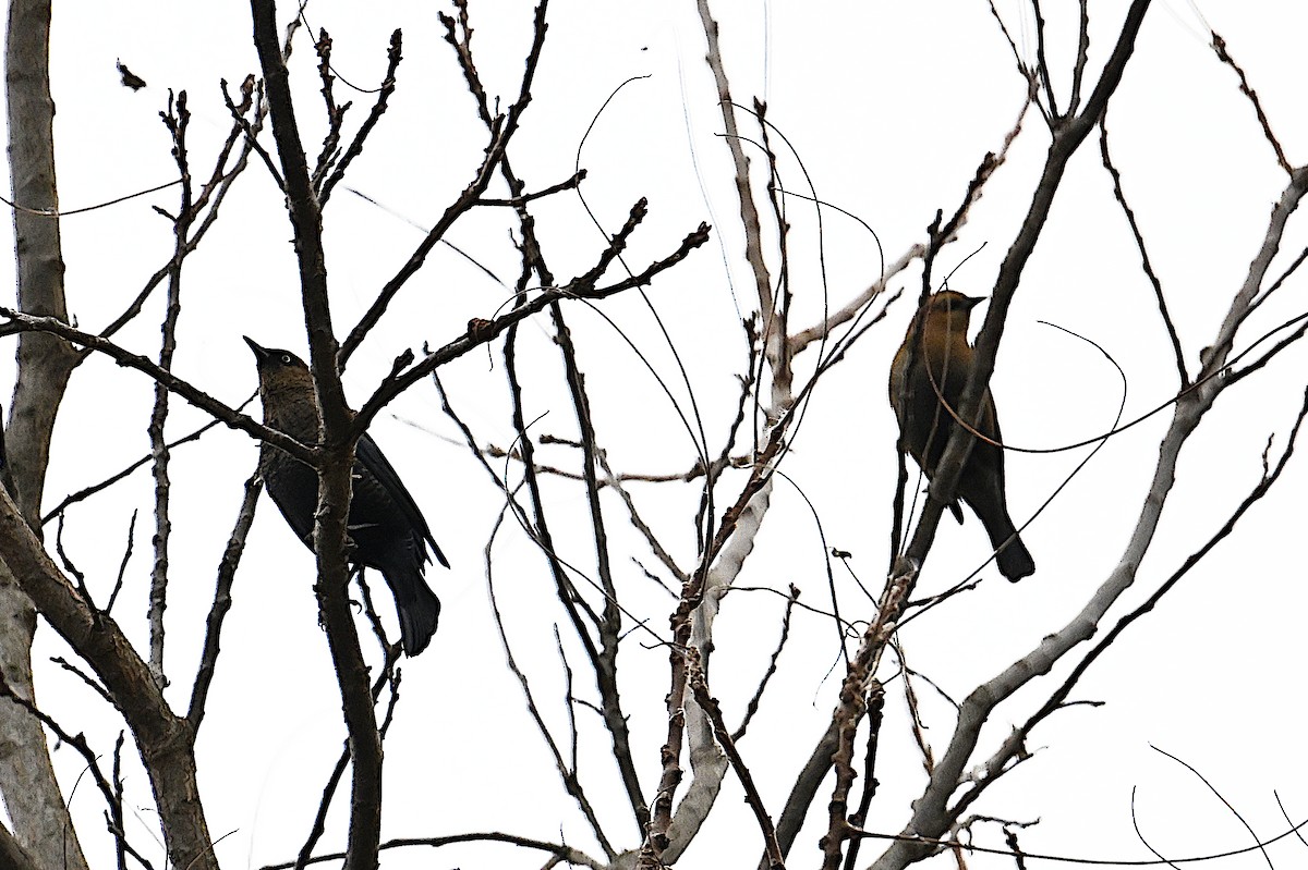 Rusty Blackbird - ML646074904