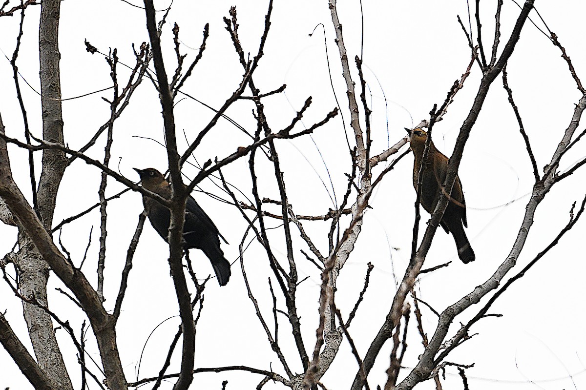Rusty Blackbird - ML646074905