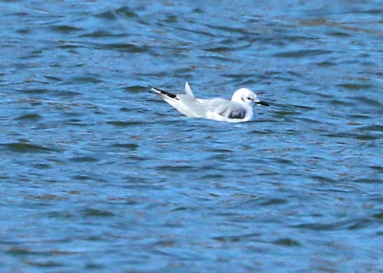 Bonaparte's Gull - ML646074909