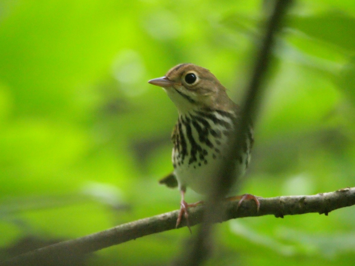 Ovenbird - ML64607491