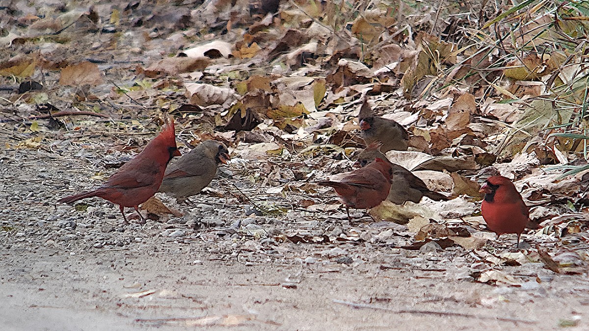 Northern Cardinal - ML646074916