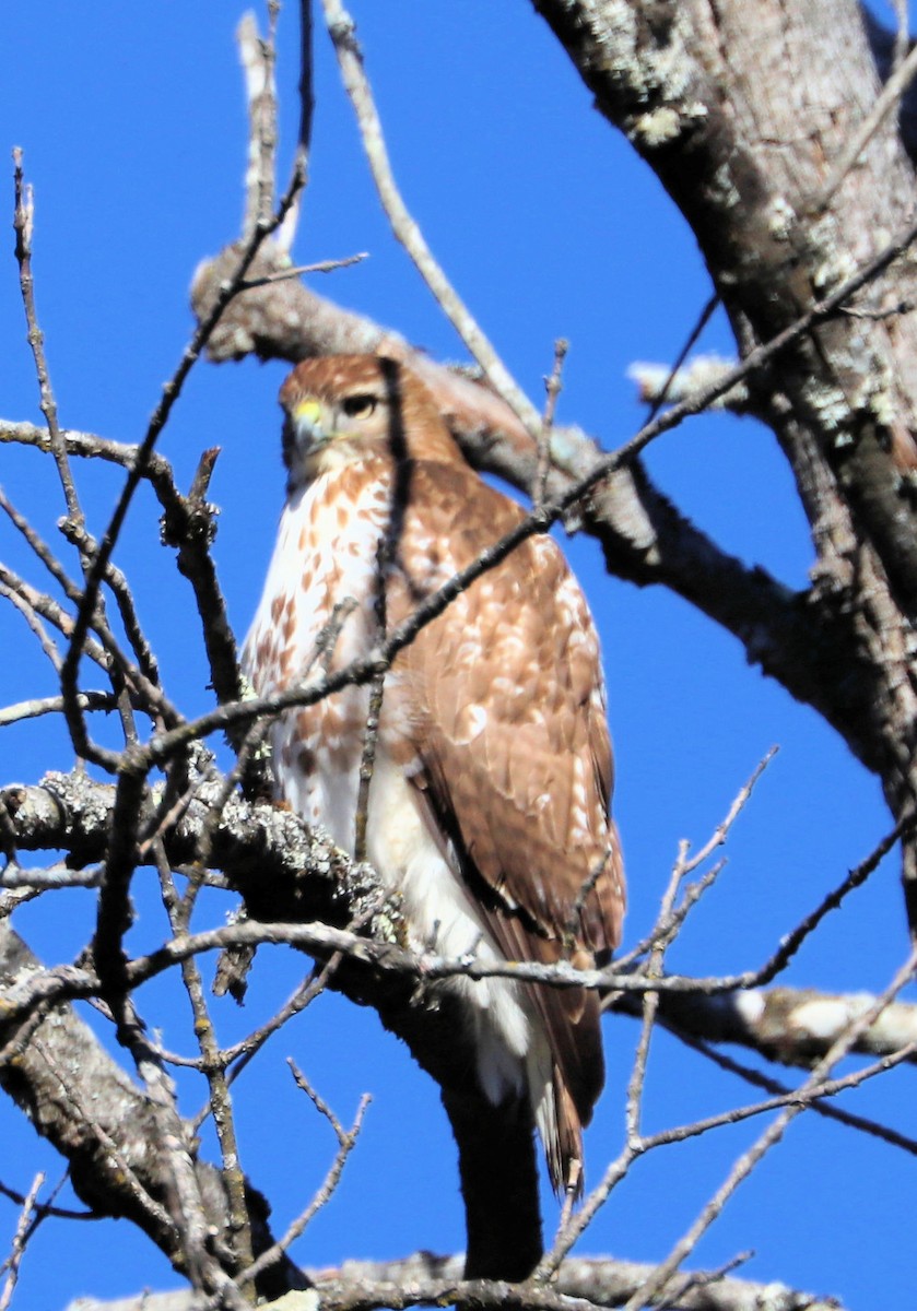 Red-tailed Hawk - ML646074920