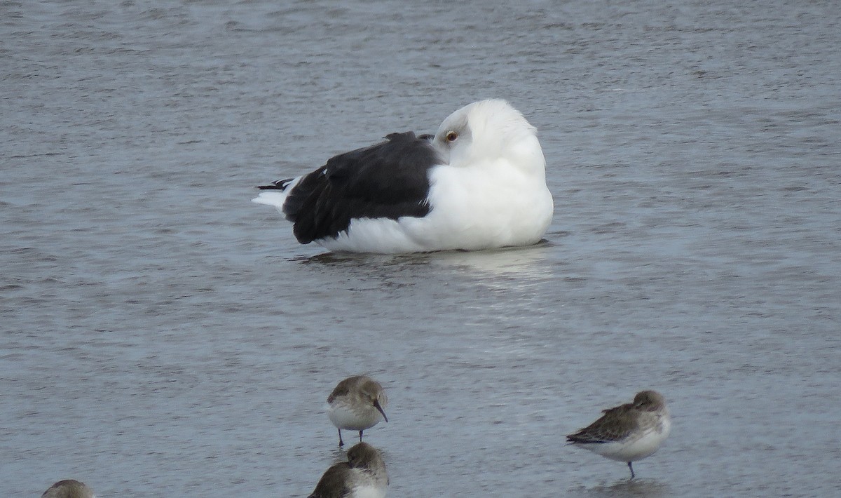 Great Black-backed Gull - ML646074931