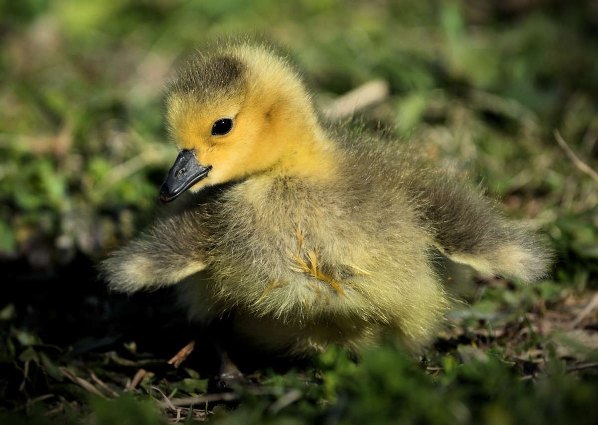 Canada Goose - ML646074937