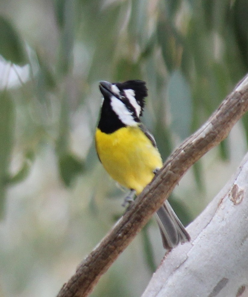 Eastern Shrike-tit - ML646074938