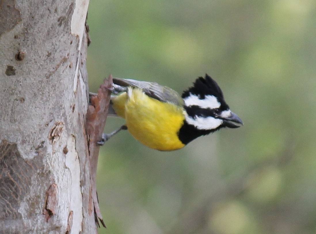 Eastern Shrike-tit - ML646074939