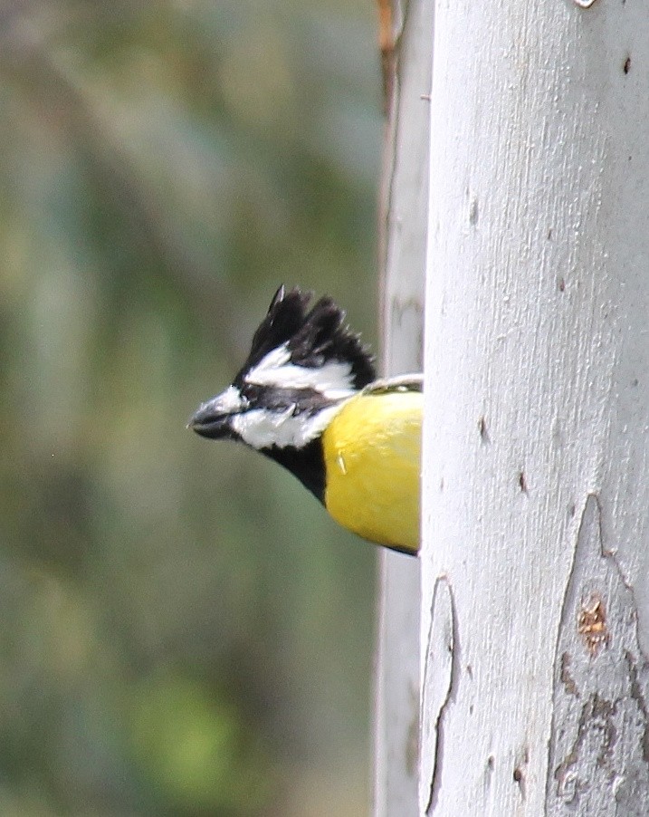 Eastern Shrike-tit - ML646074940