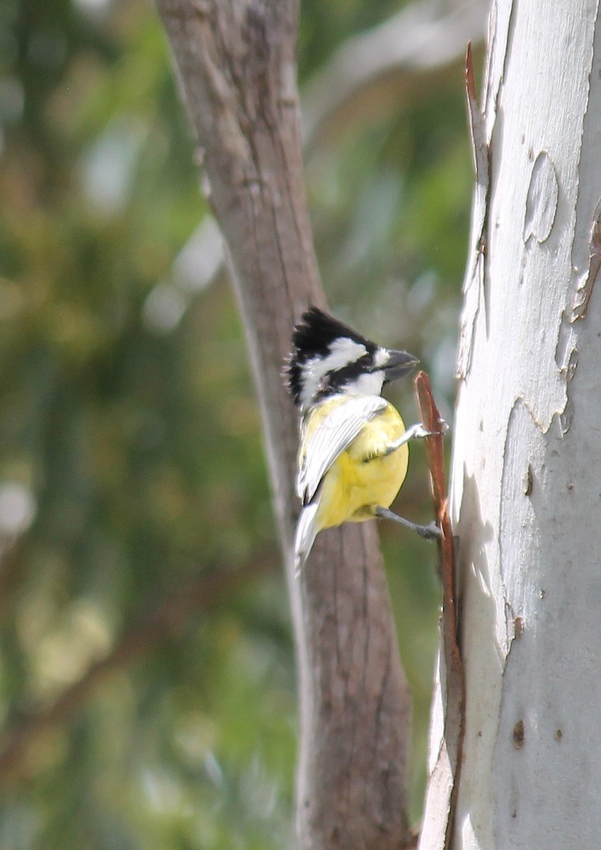 Eastern Shrike-tit - ML646074941