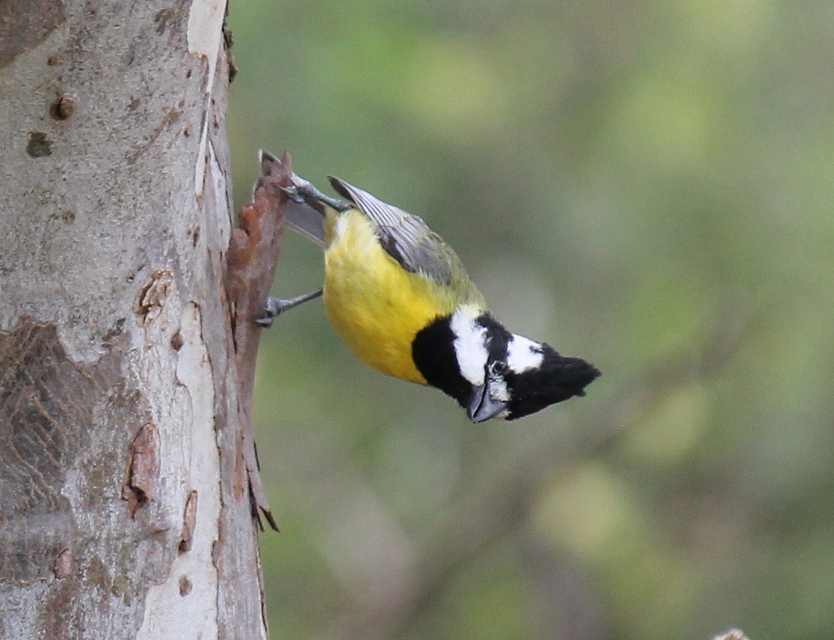 Eastern Shrike-tit - ML646074942