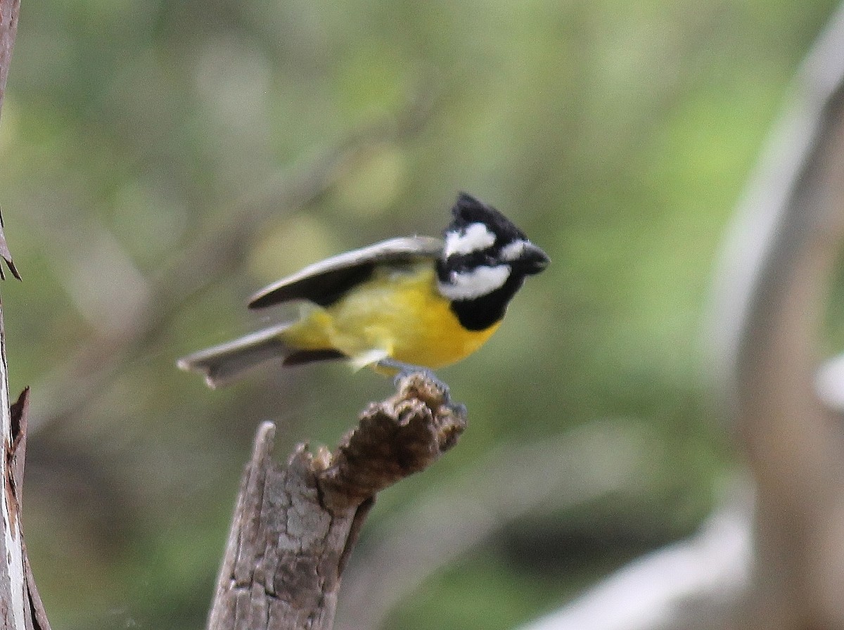 Eastern Shrike-tit - ML646074943