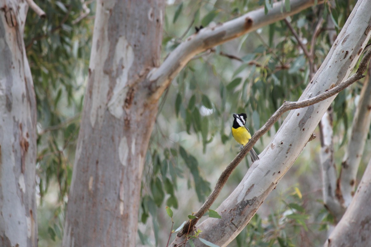 Eastern Shrike-tit - ML646074944