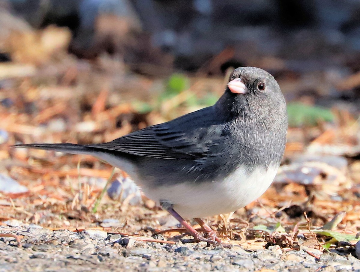 Dark-eyed Junco - ML646074945
