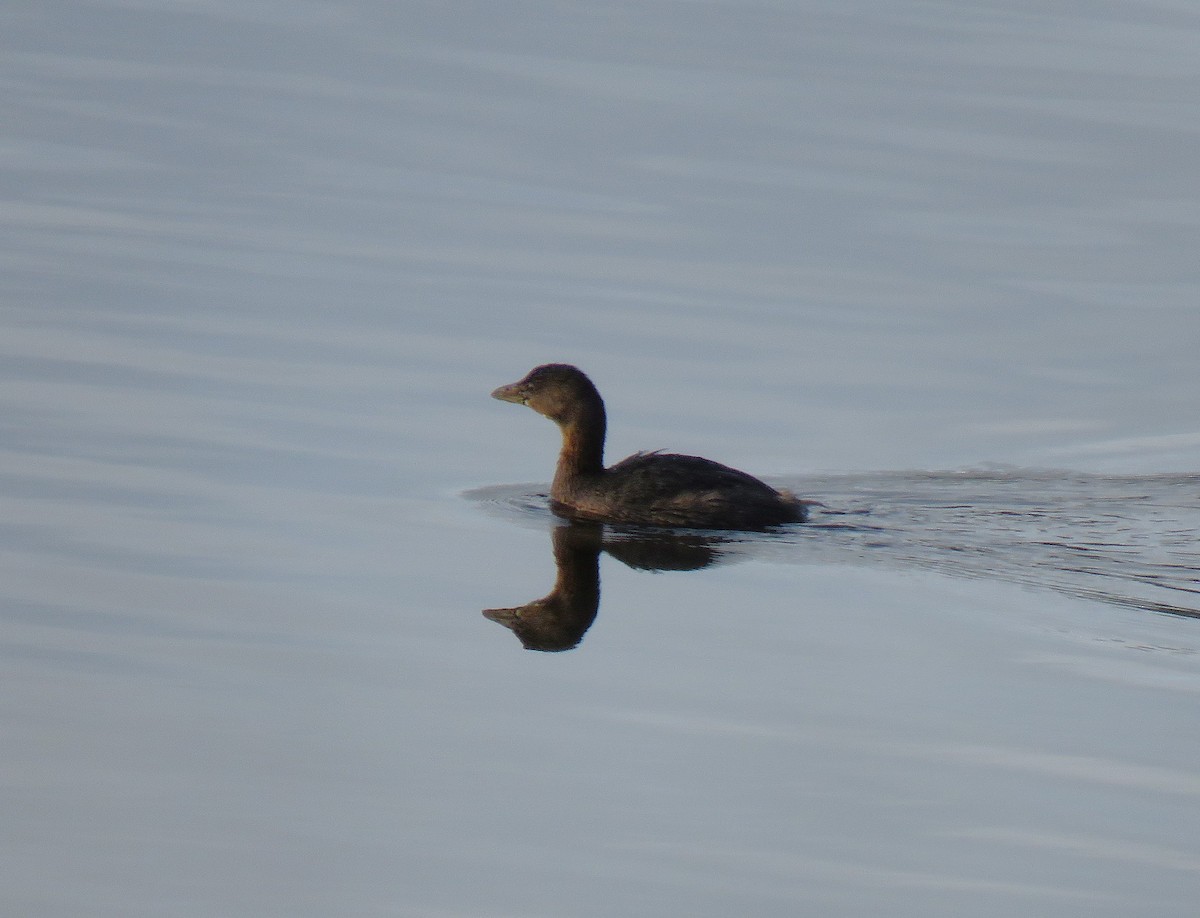 Pied-billed Grebe - ML646074946